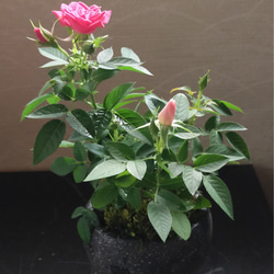 2色咲き姫薔薇セメント石器鉢★Winterフェア 3枚目の画像