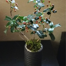 クリスマスホーリー苔盆栽★WINTERフェア 1枚目の画像