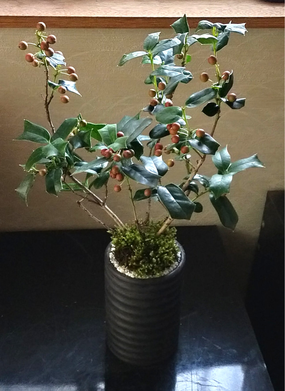 クリスマスホーリー苔盆栽★WINTERフェア 1枚目の画像