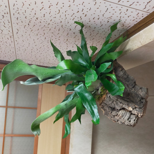 ☆送料無料☆オーダービッグコウモリランヴァージンコルク壁掛け