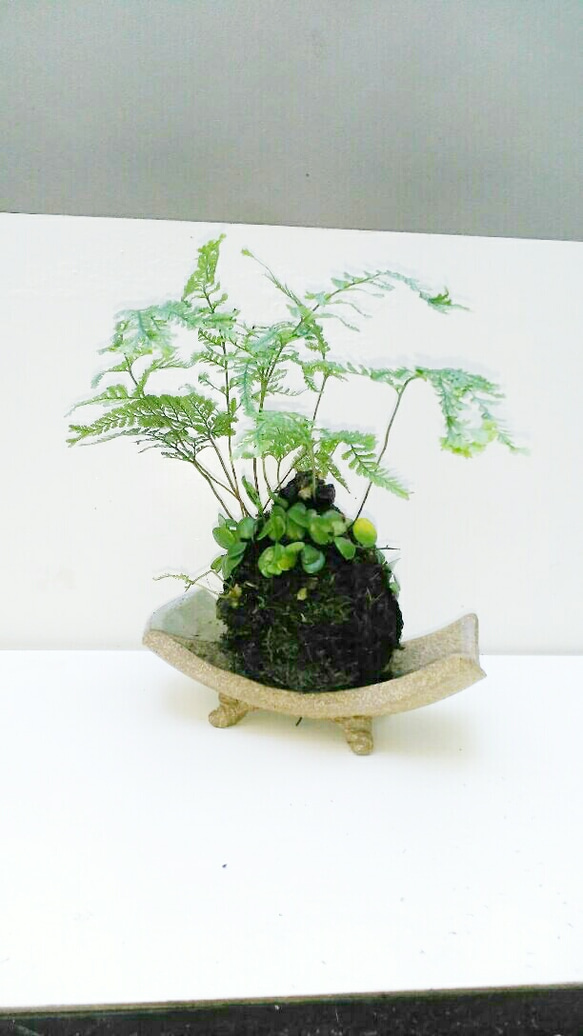 西洋シノブ天然苔玉★Springフェア 3枚目の画像