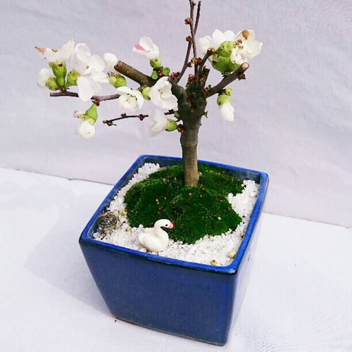 憧れ ボケ(白花)小盆栽 一輪挿し・花瓶・花器 COCOMOMO KOUBO 通販 盆栽