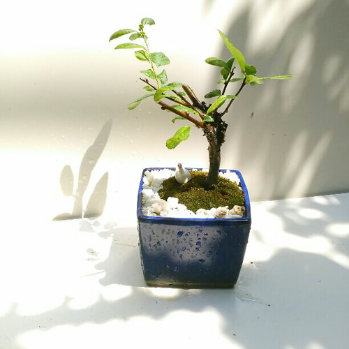 ボケ(白花)小盆栽 一輪挿し・花瓶・花器 COCOMOMO KOUBO 通販