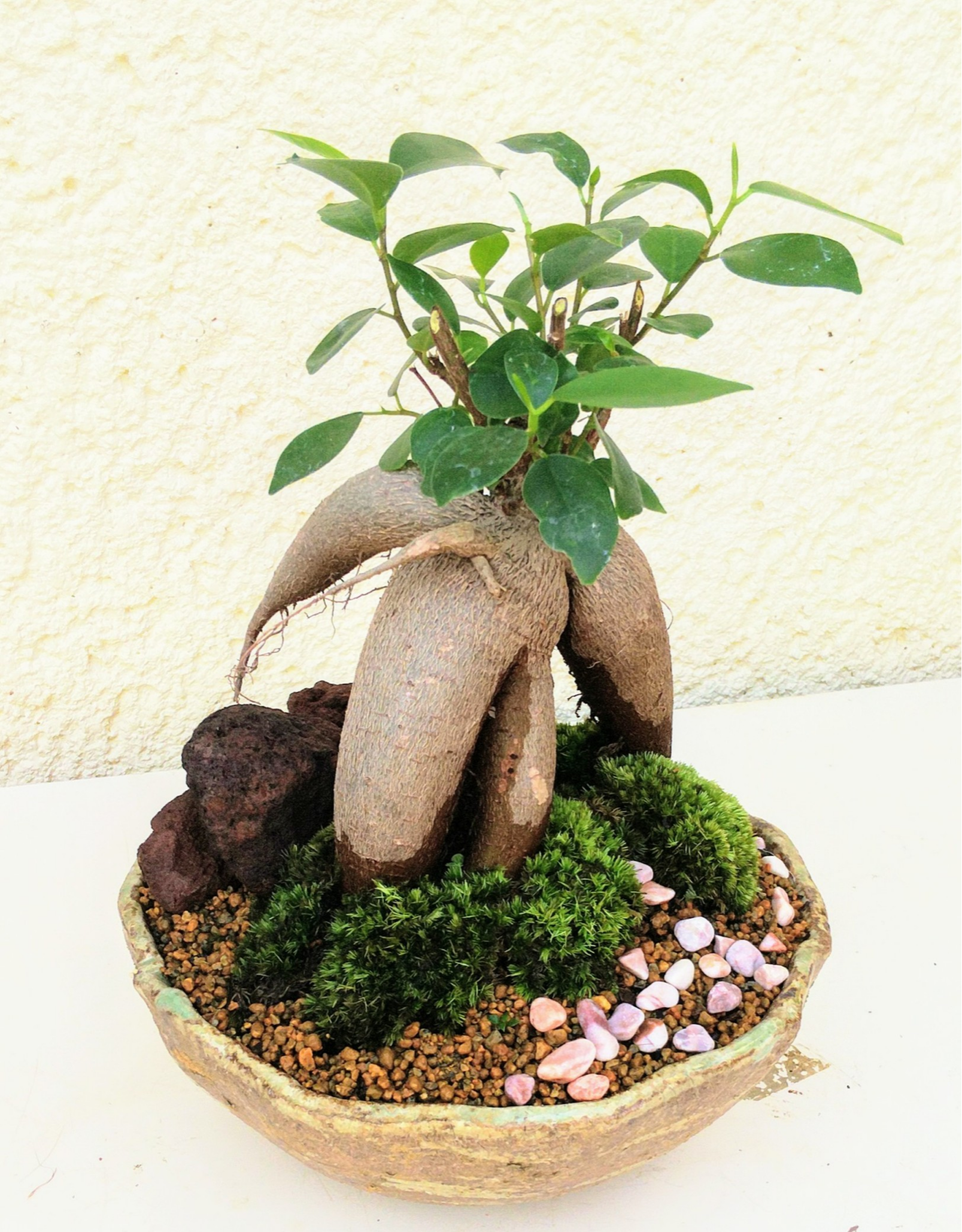 苔付き マッコウ 中型盆栽