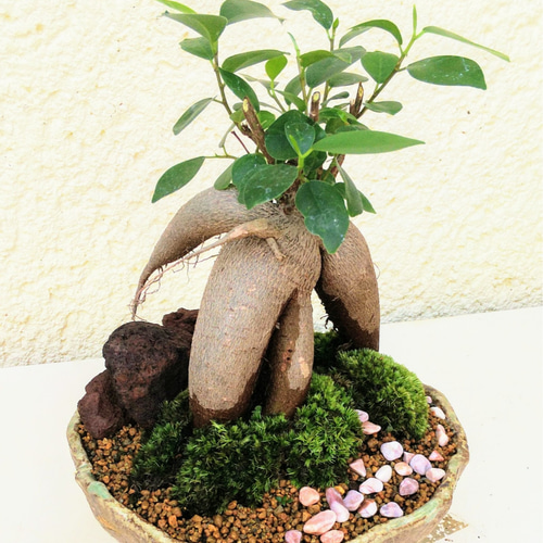 溶岩石とがじゅまる苔盆栽☆送料無料☆サマーフェア その他