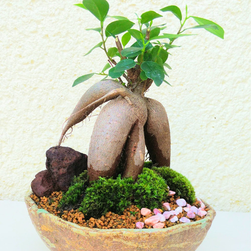 溶岩石とがじゅまる苔盆栽☆送料無料☆サマーフェア その他インテリア