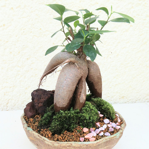 ガジュマル　中型 盆栽 苔付き 楽天市場】盆栽：ガジュマル2本寄せ*＜瀬戸焼鉢＞苔＆富士砂＆石付き