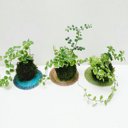 プミラ寄せ植え天然苔玉(1個)★Springフェア 3枚目の画像