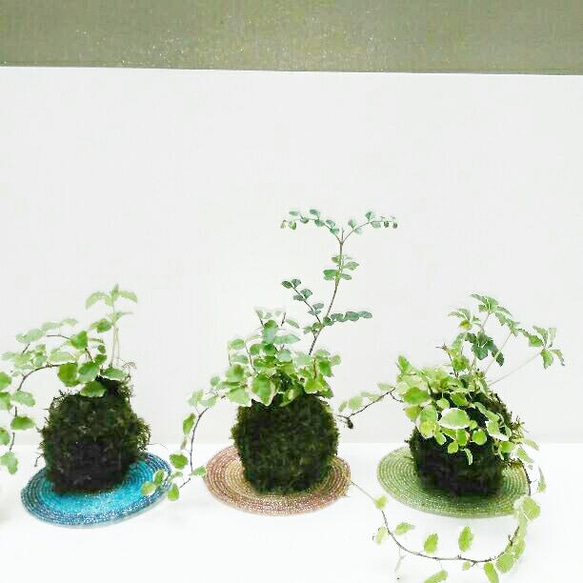 プミラ寄せ植え天然苔玉(1個)★Springフェア 4枚目の画像