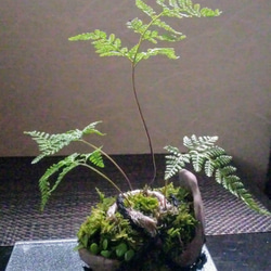 トキワシノブくらま苔盆栽★Springフェア 1枚目の画像