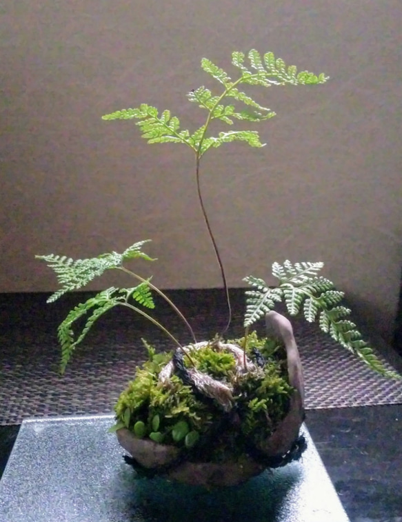 中型盆栽 苔付き マッコウ ハリツルマサキ マッコウ 盆栽