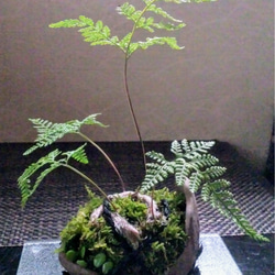 トキワシノブくらま苔盆栽★Springフェア 2枚目の画像