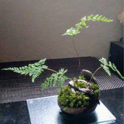 トキワシノブくらま苔盆栽★Springフェア 3枚目の画像