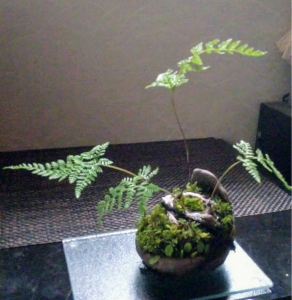 トキワシノブくらま苔盆栽★Springフェア 3枚目の画像