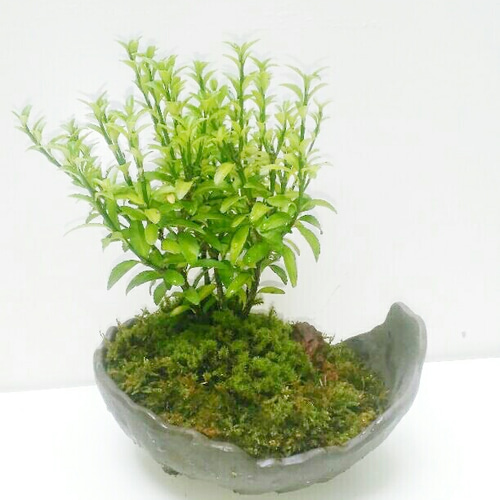ヒメマサキくらま苔盆栽☆SUMMERフェアー その他素材 COCOMOMO KOUBO