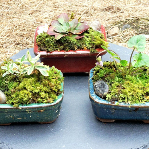 山野草ミニ苔盆栽(1個)☆新春フェア 一輪挿し・花瓶・花器 COCOMOMO