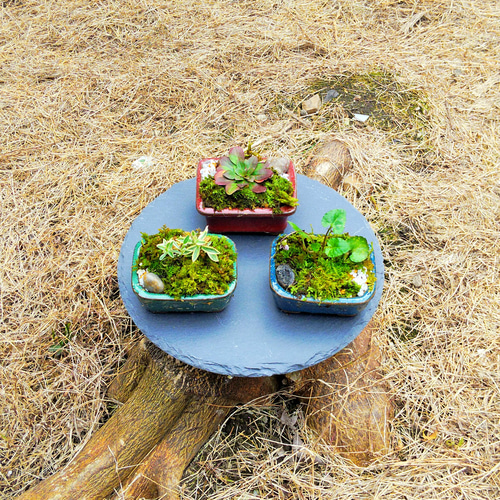 a&eNO17 イワヒバ寄せ植え盆栽 竹製苔盆栽 自然山野草デザイン激安 山野草