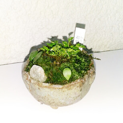 山野草ミニ苔盆栽★Springフェア 1枚目の画像