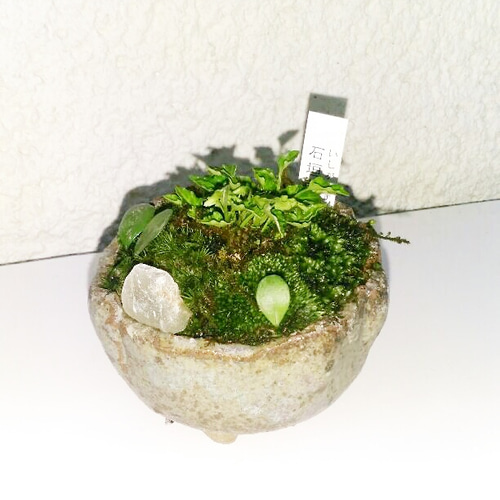 禎山盆栽鉢 小品盆栽 山野草 賄っ