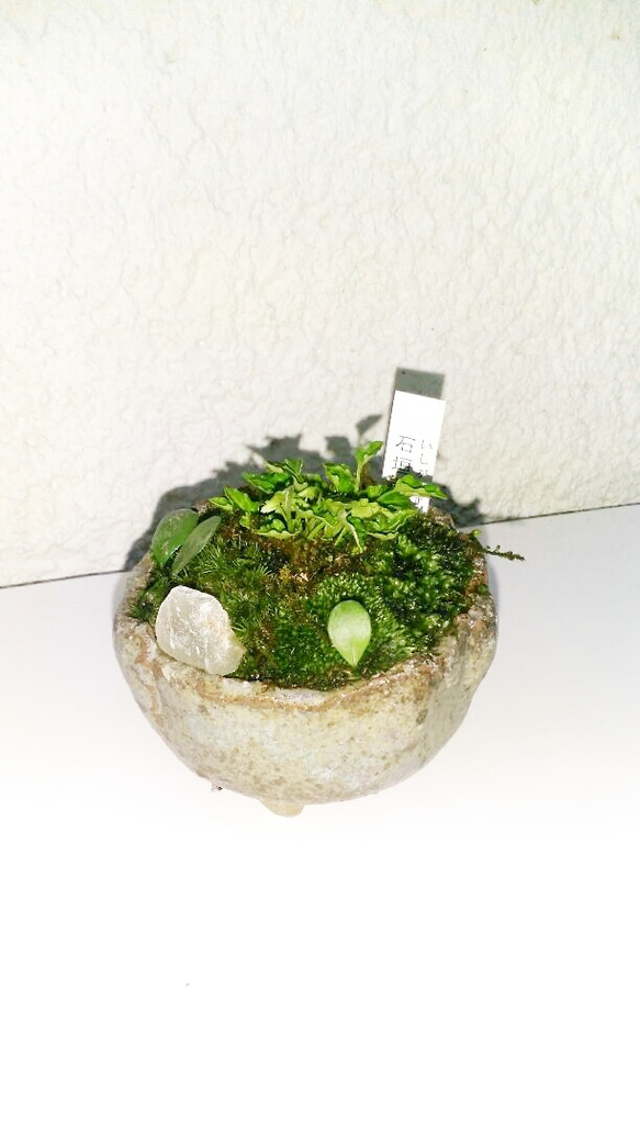 山野草ミニ苔盆栽★Springフェア 1枚目の画像