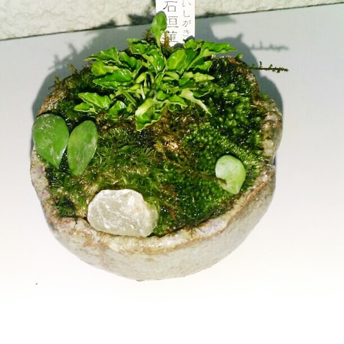 一弘　盆栽鉢　小品盆栽　山野草 楽天市場】（山野草）苔盆栽 おまかせ山野草 豆鉢植え（1鉢