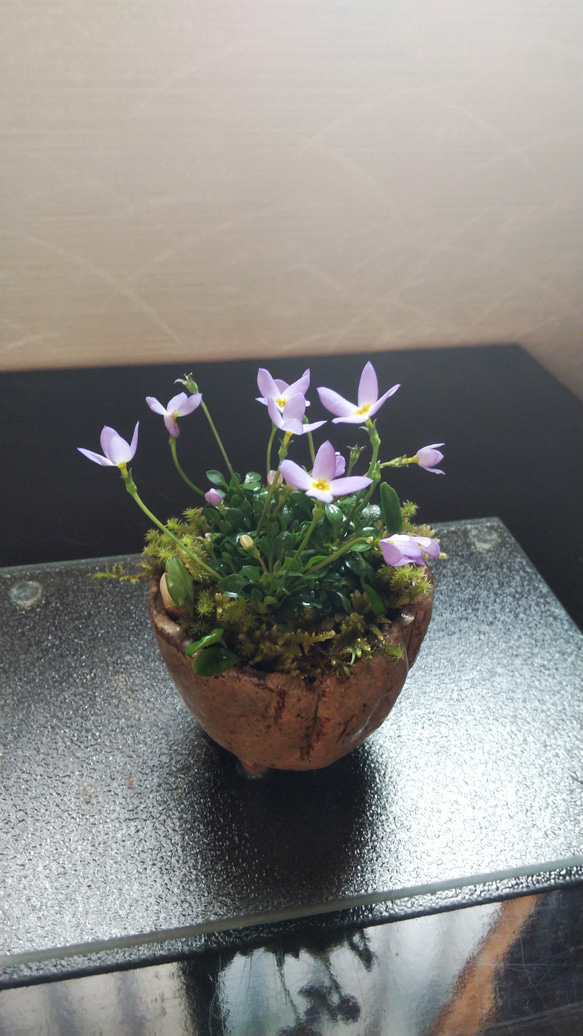 山野草ミニ苔盆栽★Springフェア 4枚目の画像