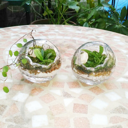 まんまるガラス苔リウム(1個)★Springフェア 1枚目の画像
