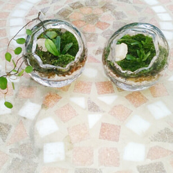 まんまるガラス苔リウム(1個)★Springフェア 2枚目の画像