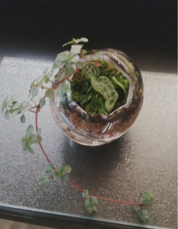 まんまるガラス苔リウム(1個)★Springフェア 5枚目の画像