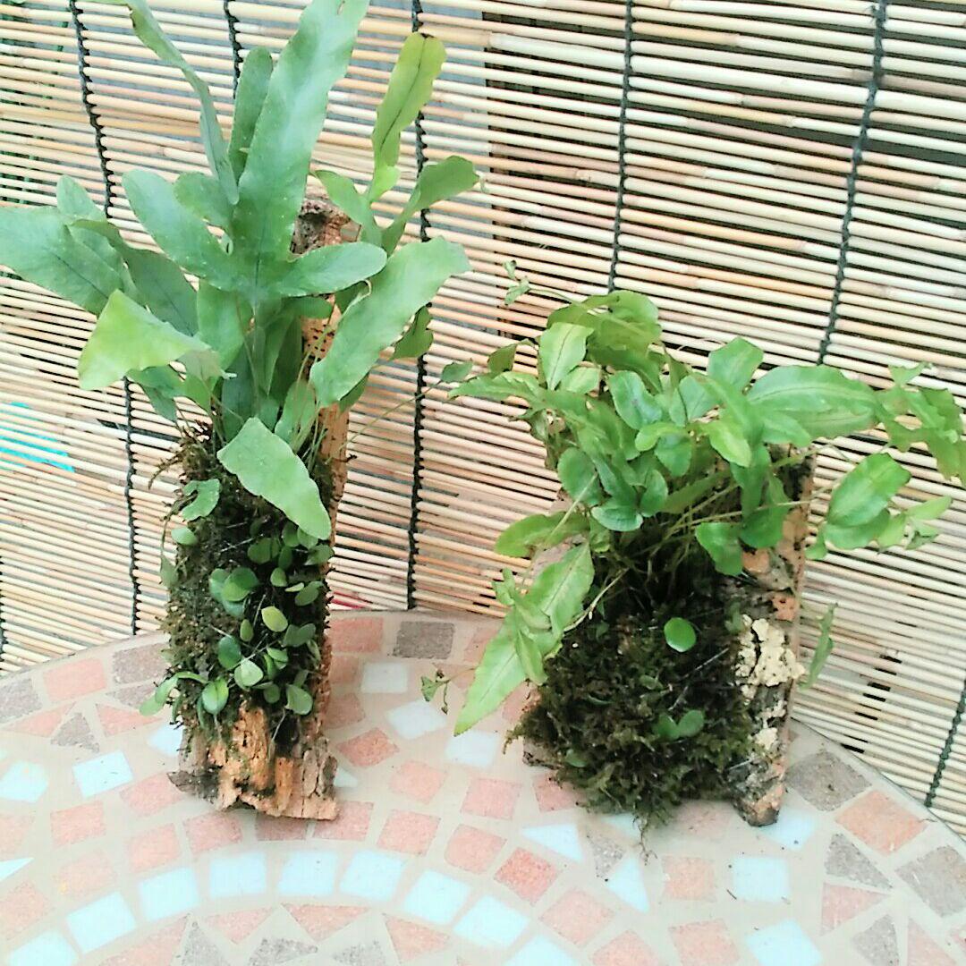 シダ植物バージンコルク壁掛け タペストリー・壁掛け COCOMOMO