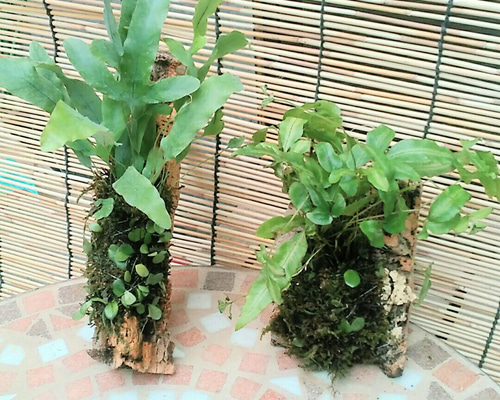 壁掛けインテリア 壁飾り シダ植物 壁掛けインテリア 壁飾り シダ植物 壁掛けインテリア 壁飾り