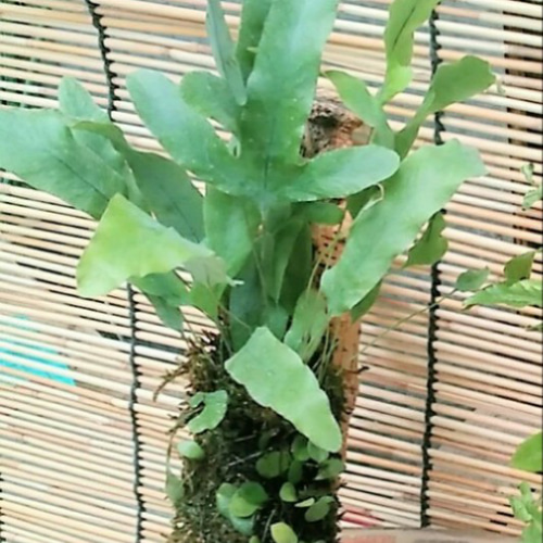 シダ植物バージンコルク壁掛け タペストリー・壁掛け COCOMOMO
