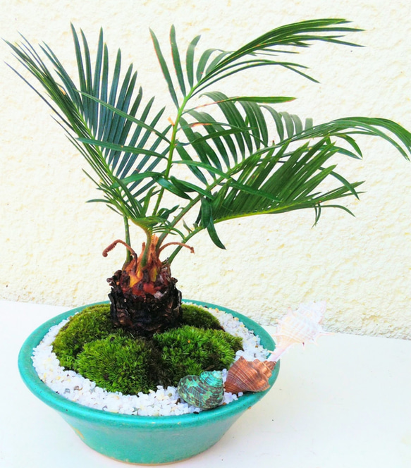 ソテツ 盆栽 盆栽ソテツA