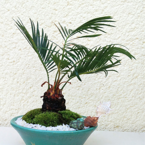 ソテツ苔盆栽☆送料無料 その他インテリア雑貨 COCOMOMO KOUBO 通販