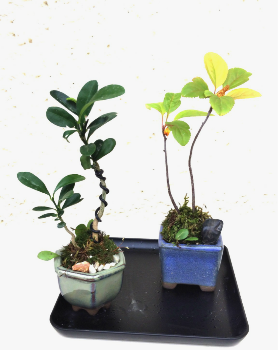 【ku29】モスポットM植木鉢 黒7個セット 山野草盆栽 チャーム（ペット） （山野草）苔盆栽 おまかせ山野草・鉱石