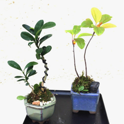 山野草花木プチ盆2種セット 一輪挿し・花瓶・花器 COCOMOMO KOUBO 通販