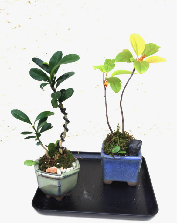 山野草花木プチ盆2種セット 一輪挿し・花瓶・花器 COCOMOMO