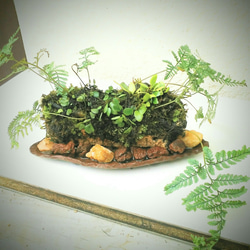 ★送料無料★トキワシノブマメヅタ苔盆景★Springフェア 4枚目の画像