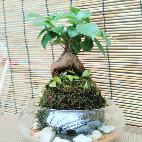 元祖⬛︎ 白玉 ガジュマル ⬛︎挿し木用 Amazon｜東京寿園 ガジュマル 土を使わない 観葉植物 ミニ 本物