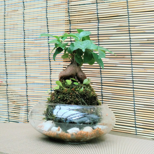 ガジュマル天然苔玉ガラス観葉 一輪挿し・花瓶・花器 COCOMOMO KOUBO