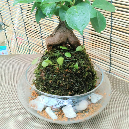 ★苔玉用台 吸水 木製層状苔玉鉢ホルダー 傷汚れあり a0412 ☆苔玉用台 吸水 木製層状苔玉鉢ホルダー 傷汚れあり a0412