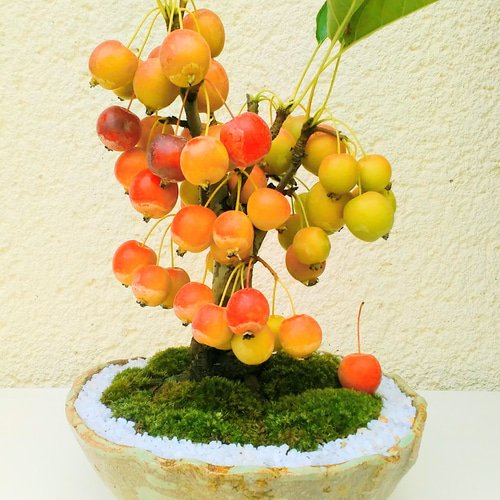 曲がり幹の盆栽 苔付き 四角鉢姫りんご 楽天市場】盆栽 姫りんご 鉢植え 実付き 実物盆栽 樹齢5年 太幹