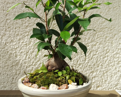 0_dd9166845b4088c74c0cbd610504