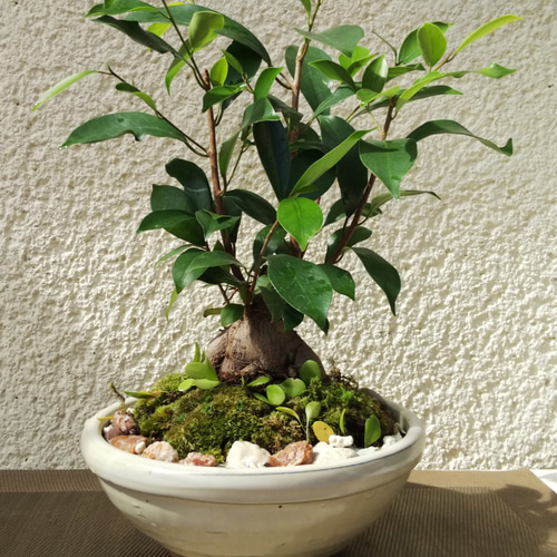 幹太ガジュマル　天然苔　盆栽仕立て　アンティーク調　陶器鉢　植え込み発送 幹極太 ガジュマル 天然苔 盆栽仕立て アンティーク陶器鉢