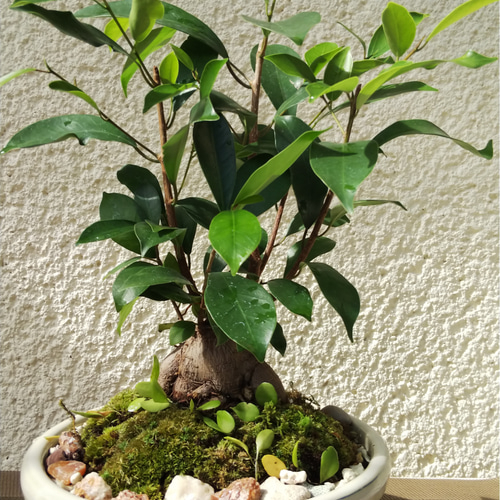 ガジュマル　盆栽 Amazon.co.jp: がじゅまる盆栽： 特選ガジュマル(多幸の樹)*(苔