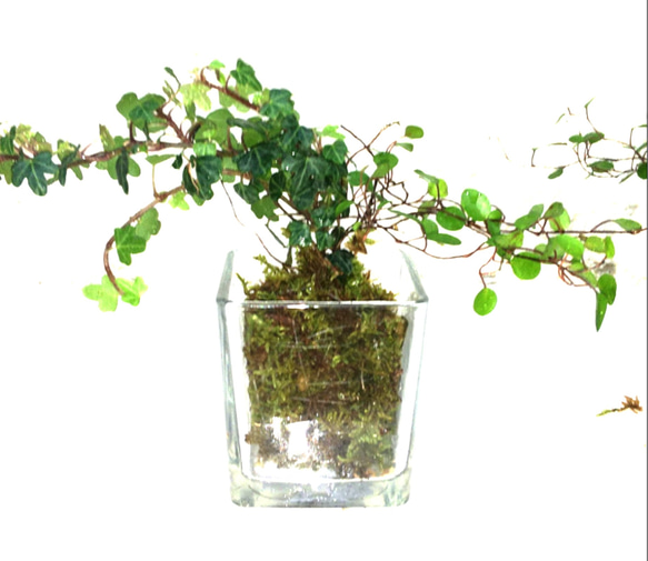 ツル性寄せ植え天然苔玉ガラスキューブ★Springフェア 2枚目の画像