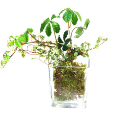 ツル性寄せ植え天然苔玉ガラスキューブ★Springフェア 3枚目の画像