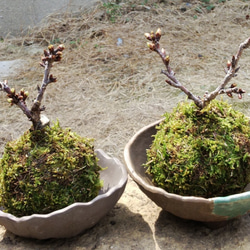 一才桜の天然苔玉★Springフェア♡キュレーション連載! 3枚目の画像