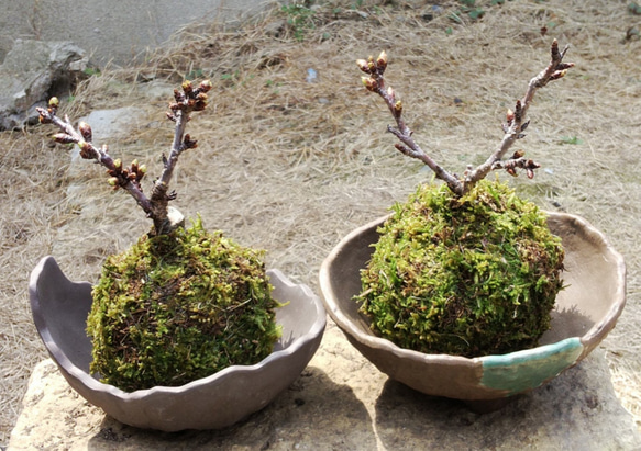 一才桜の天然苔玉★Springフェア♡キュレーション連載! 3枚目の画像