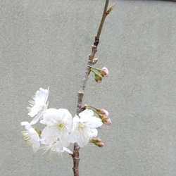 桜盆栽★送料無料★Springフェアー 2枚目の画像